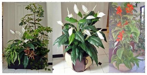 Inova Decora -plantas artificiales- cuna de moises, sheflera, flores artificiales