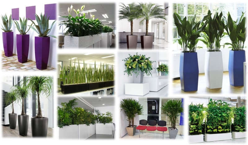 plantas para interiores y exteriores